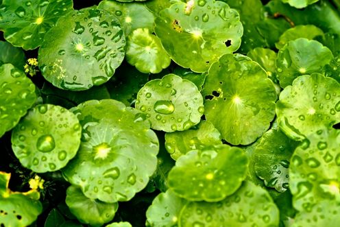 GOTU KOLA
